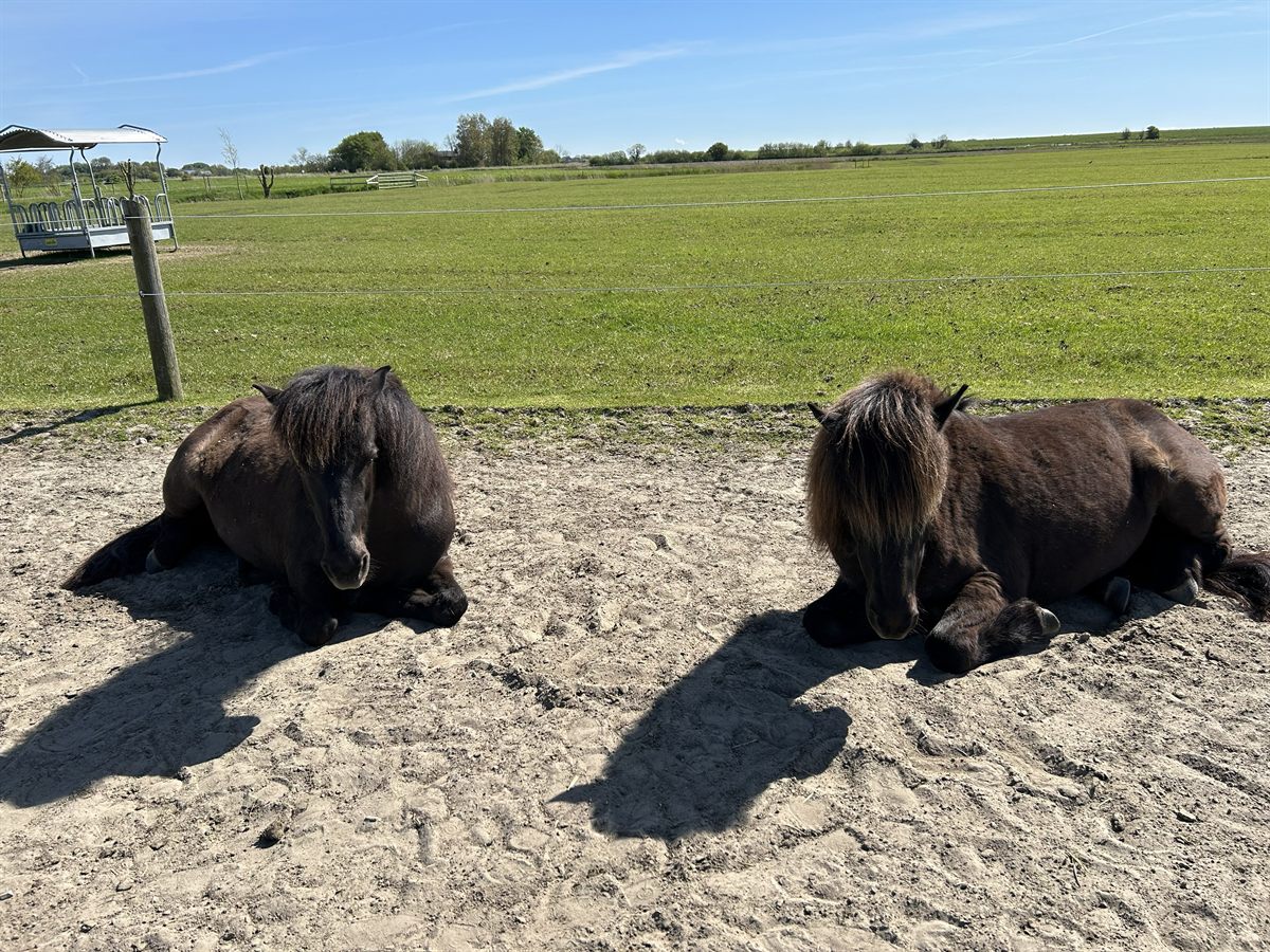 Zwei Pferde liegen entspannt nebeneinander im Sand